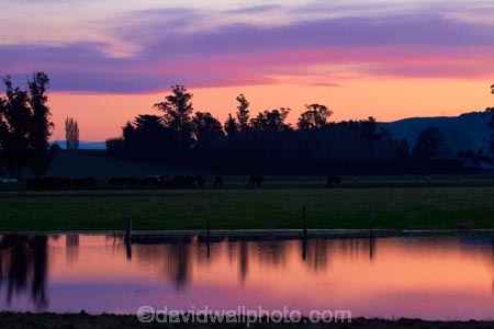agricultural;agriculture;Canterbury;country;countryside;cow;cows;dam;dams;dusk;evening;farm;farming;farmland;farms;field;fields;irrigation-dam;livestock;meadow;meadows;N.Z.;New-Zealand;nightfall;NZ;orange;paddock;paddocks;pasture;pastures;pond;ponds;rural;S.I.;SI;sky;South-Canterbury;South-Is.;South-Island;sunset;sunsets;twilight;Waimate