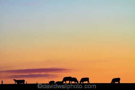 agricultural;agriculture;animal;animals;calves;Canterbury;cattle;country;countryside;cow;cows;dairy-farm;dairy-farming;dairy-farms;dusk;evening;farm;farming;farmland;farms;field;fields;Herbivore;Herbivores;Herbivorous;Livestock;mammal;mammals;meadow;meadows;N.Z.;new-zealand;nightfall;NZ;orange;paddock;paddocks;pasture;pastures;rural;S.I.;SI;sky;South-Canterbury;South-Is.;South-Island;stock;sunset;sunsets;twilight;Waimate