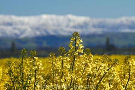 agricultural;agriculture;canola;Canterbury;color;colors;colour;colours;country;countryside;crop;cropping;crops;cultivate;cultivation;farm;farming;farmland;farms;field;fields;flower;flowers;horticultural;horticulture;meadow;meadows;mountain;mountain-range;mountain-ranges;N.Z.;New-Zealand;NZ;paddock;paddocks;pasture;pastures;ranges;rape-seed;rape_seed;rapeseed;rural;S.I.;SI;snow;snowy;South-Canterbury;South-Is;South-Is.;South-Island;spring;spring-time;spring_time;Sth-Canterbury;Sth-Is;Timaru;yellow
