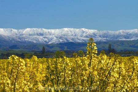 agricultural;agriculture;canola;Canterbury;color;colors;colour;colours;country;countryside;crop;cropping;crops;cultivate;cultivation;farm;farming;farmland;farms;field;fields;flower;flowers;horticultural;horticulture;meadow;meadows;mountain;mountain-range;mountain-ranges;N.Z.;New-Zealand;NZ;paddock;paddocks;pasture;pastures;ranges;rape-seed;rape_seed;rapeseed;rural;S.I.;SI;snow;snowy;South-Canterbury;South-Is;South-Is.;South-Island;spring;spring-time;spring_time;Sth-Canterbury;Sth-Is;Timaru;yellow