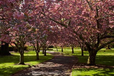 Ashburton;Ashburton-Domain;Ashburton-Gardens;avenue;avenues;bloom;blooming;blooms;blossom;blossoming;blossoms;Botanic-Garden;Botanic-Gardens;Botanical-Garden;Botanical-Gardens;Canterbury;Christchurch;footpath;footpaths;fresh;grow;growth;in-springtime;Mid-Canterbury;Mid_Canterbury;N.Z.;New-Zealand;NZ;path;paths;pathway;pink;pink-blossom;renew;S.I.;season;seasonal;seasons;SI;South-Is;South-Is.;South-Island;spring;springtime;Sth-Is