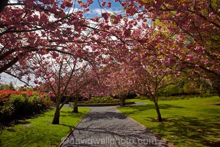 Ashburton;Ashburton-Domain;Ashburton-Gardens;avenue;avenues;bloom;blooming;blooms;blossom;blossoming;blossoms;Botanic-Garden;Botanic-Gardens;Botanical-Garden;Botanical-Gardens;Canterbury;Christchurch;footpath;footpaths;fresh;grow;growth;in-springtime;Mid-Canterbury;Mid_Canterbury;N.Z.;New-Zealand;NZ;path;paths;pathway;pink;pink-blossom;renew;S.I.;season;seasonal;seasons;SI;South-Is;South-Is.;South-Island;spring;springtime;Sth-Is