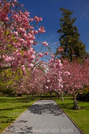 Ashburton;Ashburton-Domain;Ashburton-Gardens;avenue;avenues;bloom;blooming;blooms;blossom;blossoming;blossoms;Botanic-Garden;Botanic-Gardens;Botanical-Garden;Botanical-Gardens;Canterbury;Christchurch;footpath;footpaths;fresh;grow;growth;in-springtime;Mid-Canterbury;Mid_Canterbury;N.Z.;New-Zealand;NZ;path;paths;pathway;pink;pink-blossom;renew;S.I.;season;seasonal;seasons;SI;South-Is;South-Is.;South-Island;spring;springtime;Sth-Is