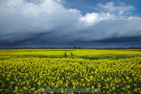 agricultural;agriculture;approaching-storm;approaching-storms;black-cloud;black-clouds;canola;Canterbury;cloud;clouds;cloudy;color;colors;colour;colours;country;countryside;crop;cropping;crops;cultivate;cultivation;dark-cloud;dark-clouds;farm;farming;farmland;farms;field;fields;flower;flowers;gray-cloud;gray-clouds;grey-cloud;grey-clouds;horticultural;horticulture;meadow;meadows;N.Z.;New-Zealand;NZ;paddock;paddocks;pasture;pastures;rain-cloud;rain-clouds;rain-storm;rain-storms;rape-seed;rape_seed;rapeseed;rural;S.I.;season;seasonal;seasons;SI;South-Canterbury;South-Is;South-Is.;South-Island;spring;spring-time;spring_time;springtime;Sth-Canterbury;Sth-Is;storm;storm-cloud;storm-clouds;storms;thunder-storm;thunder-storms;thunderstorm;thunderstorms;Timaru;track;tracks;weather;yellow;yellow-flower;yellow-flowers