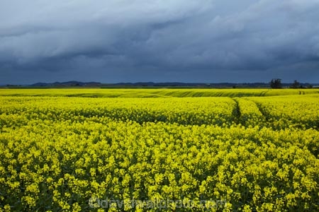 agricultural;agriculture;approaching-storm;approaching-storms;black-cloud;black-clouds;canola;Canterbury;cloud;clouds;cloudy;color;colors;colour;colours;country;countryside;crop;cropping;crops;cultivate;cultivation;dark-cloud;dark-clouds;farm;farming;farmland;farms;field;fields;flower;flowers;gray-cloud;gray-clouds;grey-cloud;grey-clouds;horticultural;horticulture;meadow;meadows;N.Z.;New-Zealand;NZ;paddock;paddocks;pasture;pastures;rain-cloud;rain-clouds;rain-storm;rain-storms;rape-seed;rape_seed;rapeseed;rural;S.I.;season;seasonal;seasons;SI;South-Canterbury;South-Is;South-Is.;South-Island;spring;spring-time;spring_time;springtime;Sth-Canterbury;Sth-Is;storm;storm-cloud;storm-clouds;storms;thunder-storm;thunder-storms;thunderstorm;thunderstorms;Timaru;track;tracks;weather;yellow;yellow-flower;yellow-flowers