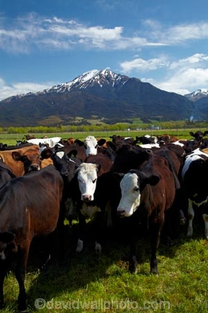 agricultural;agriculture;animal;animals;Canterbury;cattle;country;countryside;cow;cows;dairy;dairy-cow;dairy-cows;dairy-farm;dairy-farms;farm;farming;farmland;farms;field;fields;Herbivore;Herbivores;Herbivorous;Livestock;mammal;mammals;meadow;meadows;Mid-Canterbury;Mid_Canterbury;Mount-Somers;Mt-Somers;Mt.-Somers;N.Z.;New-Zealand;NZ;paddock;paddocks;pasture;pastures;rural;S.I.;SI;South-Is;South-Is.;South-Island;Staveley;Sth-Is;stock
