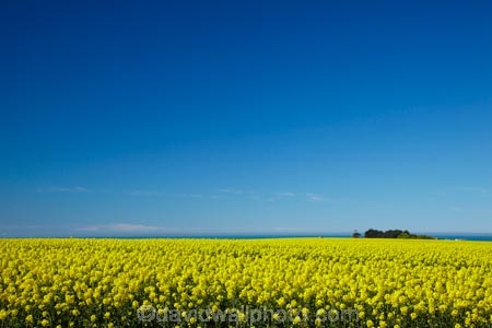 agricultural;agriculture;blue-sky;canola;Canterbury;color;colors;colour;colours;country;countryside;crop;cropping;crops;cultivate;cultivation;farm;farming;farmland;farms;field;fields;flower;flowering;flowers;horticultural;horticulture;meadow;meadows;N.Z.;New-Zealand;NZ;paddock;paddocks;pasture;pastures;rape-seed;rape_seed;rapeseed;rural;S.I.;SI;South-Canterbury;South-Is;South-Is.;South-Island;Sth-Canterbury;Sth-Is;Timaru;yellow;yellow-flowers