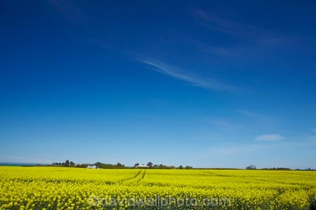 agricultural;agriculture;blue-sky;canola;Canterbury;color;colors;colour;colours;country;countryside;crop;cropping;crops;cultivate;cultivation;farm;farming;farmland;farms;field;fields;flower;flowering;flowers;horticultural;horticulture;meadow;meadows;N.Z.;New-Zealand;NZ;paddock;paddocks;pasture;pastures;rape-seed;rape_seed;rapeseed;rural;S.I.;SI;South-Canterbury;South-Is;South-Is.;South-Island;Sth-Canterbury;Sth-Is;Timaru;yellow;yellow-flowers