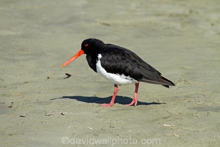 Animal;animals;Aotearoa;avian;bird;bird-spotting;bird-watching;bird_watching;birds;Canterbury;Caroline-Bay;eco-tourism;eco_tourism;ecotourism;Fauna;N.Z.;Natural;Nature;New-Zealand;NZ;Ornithology;oyster-catcher;oyster-catchers;oyster_catcher;oyster_catchers;oystercatcher;oystercatchers;pied;pied-oystercatcher;South-Is;South-Island;South-Island-pied-oystercatcher-Haematopus-finschi;Sth-Is;Timaru;wild;wildlife