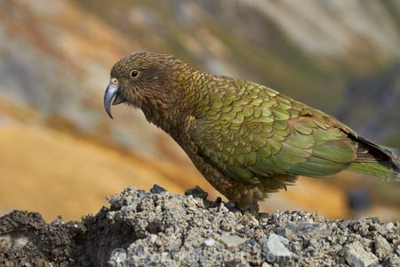 alpine;alpine-parrot;alpine-parrots;Animal;Animals;Aotearoa;bird;birds;Canterbury;fauna;indigenous;kea;keas;Mount-Hutt;Mt-Hutt;Mt.-Hutt;N.Z.;native;native-wildlife;nestor;nestor-notabilis;New-Zealand;New-Zealand-Alpine-Parrot;notabilis;NZ;ornithology;parrot;S.I.;SI;South-Is;South-Is.;South-Island;Sth-Is;Wild;Wildlife