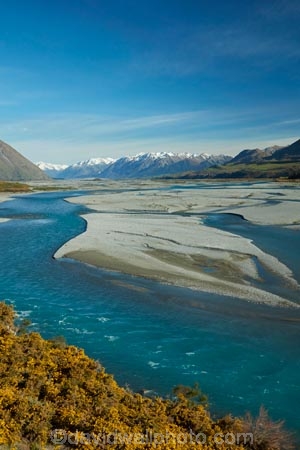 agricultural;agriculture;Aotearoa;Bloom;blue-water;braided-channels;braided-river;braided-rivers;braided-stream;braided-streams;Canterbury;common-gorse;country;countryside;farm;farming;farmland;farms;field;fields;flower;flowers;furze;gorse;gorse-flower;gorse-flowers;Gorse-in-Flower;horticulture;meadow;meadows;Mid-Canterbury;mountain;mountains;N.Z.;New-Zealand;noxious-plant;noxious-plants;noxious-weed;noxious-weeds;NZ;paddock;paddocks;pasture;pastures;pest;pests;Rakaia-River;Rakaia-Valley;river;rivers;rural;season;seasonal;seasons;South-Is;South-Island;Southern-Alps;spring;spring-time;spring_time;springtime;Sth-Is;stream;streams;Ulex-europaeus;weed;weeds;whin;yellow;yellow-flower;yellow-flowers