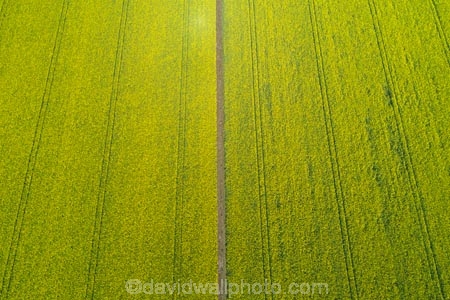aerial;Aerial-drone;Aerial-drones;aerial-image;aerial-images;aerial-photo;aerial-photograph;aerial-photographs;aerial-photography;aerial-photos;aerial-view;aerial-views;aerials;agricultural;agriculture;canolla;canolla-field;canolla-fields;Canterbury;country;countryside;crop;crops;Drone;Drones;farm;farming;farmland;farms;field;fields;flower;flowers;horticulture;meadow;meadows;Methven;Mid-Canterbury;N.Z.;New-Zealand;NZ;paddock;paddocks;pasture;pastures;pattern;patterns;Quadcopter-aerial;Quadcopters-aerials;rapeseed;rapeseed-field;rural;S.I.;season;seasonal;seasons;SI;South-Is;South-Island;spring;spring-time;spring_time;springtime;Sth-Is;tire-tracks;tractor-tracks;tyre-tracks;U.A.V.-aerial;UAV-aerials;wheel-tracks;yellow;yellow-flower;yellow-flowers