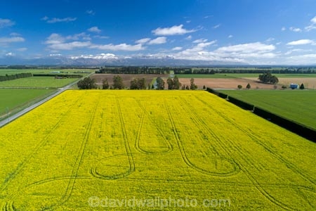 aerial;Aerial-drone;Aerial-drones;aerial-image;aerial-images;aerial-photo;aerial-photograph;aerial-photographs;aerial-photography;aerial-photos;aerial-view;aerial-views;aerials;agricultural;agriculture;canolla;canolla-field;canolla-fields;Canterbury;country;countryside;crop;crops;Drone;Drones;farm;farming;farmland;farms;field;fields;flower;flowers;horticulture;meadow;meadows;Methven;Mid-Canterbury;N.Z.;New-Zealand;NZ;paddock;paddocks;pasture;pastures;Quadcopter-aerial;Quadcopters-aerials;rapeseed;rapeseed-field;rural;S.I.;season;seasonal;seasons;SI;South-Is;South-Island;Southern-Alps;spring;spring-time;spring_time;springtime;Sth-Is;tire-tracks;tractor-tracks;tyre-tracks;U.A.V.-aerial;UAV-aerials;wheel-tracks;yellow;yellow-flower;yellow-flowers