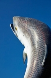 art;art-work;art-works;Canterbury;fish;Fish-Statue;fishes;Mid-Canterbury;N.Z.;New-Zealand;NZ;public-art;public-art-work;public-art-works;public-sculpture;public-sculptures;Rakaia;S.I.;salmon;Salmon-Statue;sculpture;sculptures;SI;South-Is;South-Is.;South-Island;Sth-Is