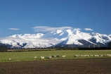 agricultural;agriculture;alp;alpine;alps;Canterbury-foothills;cold;country;countryside;ewes;farm;Farm-animals;farming;farmland;farms;field;fields;flock;flocks;foothills;freeze;freezing;livestock;mammal;mammals;meadow;meadows;Mid-Canterbury;mount;Mount-Winterslow;mountain;mountain-peak;mountainous;mountains;mountainside;mt;Mt-Winterslow;mt.;Mt.-Winterslow;N.Z.;New-Zealand;NZ;paddock;paddocks;pasture;pastures;peak;peaks;range;ranges;rural;S.I.;season;seasonal;seasons;sheep;SI;snow;snow-capped;snow_capped;snowcapped;snowy;South-Island;southern-alps;stock;summit;summits;winter;Winterslow-Range;wintery