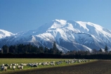agricultural;agriculture;alp;alpine;alps;Canterbury-foothills;cold;country;countryside;ewes;farm;Farm-animals;farming;farmland;farms;field;fields;flock;flocks;foothills;freeze;freezing;livestock;mammal;mammals;meadow;meadows;Mid-Canterbury;mount;Mount-Hutt;Mount-Hutt-Range;Mount-Hutt-Ski-Area;Mount-Hutt-Ski-Field;mountain;mountain-peak;mountainous;mountains;mountainside;mt;Mt-Hutt;Mt-Hutt-Range;Mt-Hutt-Ski-Area;Mt-Hutt-Ski-Field;mt.;Mt.-Hutt;Mt.-Hutt-Range;Mt.-Hutt-Ski-Area;Mt.-Hutt-Ski-Field;N.Z.;New-Zealand;NZ;paddock;paddocks;pasture;pastures;peak;peaks;range;ranges;rural;S.I.;season;seasonal;seasons;sheep;SI;snow;snow-capped;snow_capped;snowcapped;snowy;South-Island;southern-alps;stock;summit;summits;winter;wintery