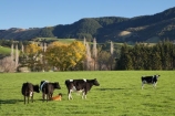 agricultural;agriculture;animal;Animals;autumn;calf;calves;Canterbury;cattle;country;countryside;cow;cows;dairy;dairy-cow;dairy-cows;dairy-farm;dairy-farms;fall;farm;farming;farmland;farms;field;fields;grass;grassy;Herbivore;Herbivores;Herbivorous;Livestock;mammal;mammals;meadow;meadows;N.Z.;New-Zealand;NZ;paddock;paddocks;pasture;pastures;rural;S.I.;SI;South-Canterbury;South-Is;South-Island;stock;Waimate;winter