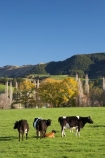 agricultural;agriculture;animal;Animals;autumn;calf;calves;Canterbury;cattle;country;countryside;cow;cows;dairy;dairy-cow;dairy-cows;dairy-farm;dairy-farms;fall;farm;farming;farmland;farms;field;fields;grass;grassy;Herbivore;Herbivores;Herbivorous;Livestock;mammal;mammals;meadow;meadows;N.Z.;New-Zealand;NZ;paddock;paddocks;pasture;pastures;rural;S.I.;SI;South-Canterbury;South-Is;South-Island;stock;Waimate;winter