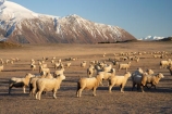 alp;alpine;alps;altitude;Canterbury;cold;Lake-Coleridge;livestock;Mid-Canterbury;mount;Mount-Hutt-Range;mountain;mountain-peak;mountainous;mountains;mt;Mt-Hutt-Range;mt.;Mt.-Hutt-Range;N.Z.;New-Zealand;NZ;peak;peaks;range;ranges;S.I.;season;seasonal;seasons;sheep;SI;snow;snow-capped;snow_capped;snowcapped;snowy;South-Is;South-Island;stock;summit;summits;white;winter;wintery