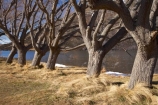 Arthurs-Pass-Road;Canterbury;lake;Lake-Pearson;lakes;N.Z.;New-Zealand;NZ;row;rows;S.I.;SI;South-Is;South-Island;State-Highway-73;State-Highway-Seventy-Three;tree;tree-trunk;tree-trunks;trees;willow;willow-tree;willow-trees;willows