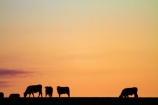agricultural;agriculture;animal;animals;calves;Canterbury;cattle;country;countryside;cow;cows;dairy-farm;dairy-farming;dairy-farms;dusk;evening;farm;farming;farmland;farms;field;fields;Herbivore;Herbivores;Herbivorous;Livestock;mammal;mammals;meadow;meadows;N.Z.;new-zealand;nightfall;NZ;orange;paddock;paddocks;pasture;pastures;rural;S.I.;SI;sky;South-Canterbury;South-Is.;South-Island;stock;sunset;sunsets;twilight;Waimate