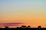 agricultural;agriculture;animal;animals;calves;Canterbury;cattle;country;countryside;cow;cows;dairy-farm;dairy-farming;dairy-farms;dusk;evening;farm;farming;farmland;farms;field;fields;Herbivore;Herbivores;Herbivorous;Livestock;mammal;mammals;meadow;meadows;N.Z.;new-zealand;nightfall;NZ;orange;paddock;paddocks;pasture;pastures;rural;S.I.;SI;sky;South-Canterbury;South-Is.;South-Island;stock;sunset;sunsets;twilight;Waimate