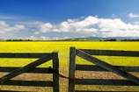 agricultural;agriculture;canterbury;chain;chained;chains;close;closed;cloud;clouds;color;colors;colour;colours;country;countryside;crop;cropping;crops;cultivate;cultivation;farm;farming;farmland;farms;fence;fences;field;fields;flower;flowers;gate;gate_way;gate_ways;gates;gateway;gateways;horticultural;horticulture;latch;lock;meadow;meadows;new-zealand;paddock;paddocks;pasture;pastures;rape-seed;rapeseed;rural;shut;sky;south-canterbury;south-island;yellow