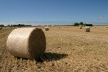 agricultural;agriculture;bale;bales;canterbury;country;countryside;crop;cropping;crops;cultivate;cultivation;farm;farming;farmland;farms;field;fields;hay;horticultural;horticulture;meadow;meadows;new-zealand;paddock;paddocks;pasture;pastures;rural;sky;south-canterbury;south-island