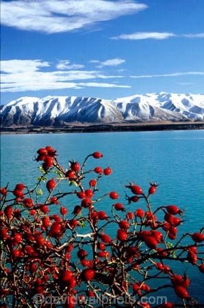 red;berry;berries;rosehip;mountain;mountains;lakes;alpine;snow;winter;cold;meridian
