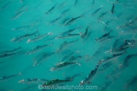 aqua-farm;aqua-farming;aqua-farms;aqua_farm;aqua_farming;aqua_farms;aquaculture;aquafarm;aquafarming;aquafarms;Canterbury;fish;fish-farm;fish-farming;fish-farms;fish_farm;fish_farming;fishes;fishing;High-Country-Salmon;High-Country-Salmon-Farm;Lake-Ruataniwha;Mackenzie-Country;Mackenzie-District;N.Z.;New-Zealand;North-Otago;NZ;Otago;S.I;S.I.;salmon;salmon-farm;salmon-farms;SI;South-Canterbury;South-Is;South-Island;sport-fish;Sth-Is;Wairepo-Arm;Waitaki-District;Waitaki-Region;Waitaki-Valley