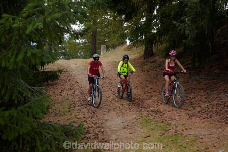 Alps-2-Ocean-cycle-trail;Alps-to-ocean-cycle-trail;bicycle;bicycles;bike;bike-track;bike-tracks;bike-trail;bike-trails;bikes;boy;boys;Canterbury;child;children;cycle;cycle-track;cycle-tracks;cycle-trail;cycle-trails;cycler;cyclers;cycles;cyclist;cyclists;excercise;excercising;families;family;forest;forests;girl;girls;kid;kids;Mackenzie-Country;Mackenzie-District;mountain-bike;mountain-biker;mountain-bikers;mountain-bikes;mtn-bike;mtn-biker;mtn-bikers;mtn-bikes;N.Z.;New-Zealand;NZ;outdoor;outdoors;people;person;push-bike;push-bikes;push_bike;push_bikes;pushbike;pushbikes;S.I.;SI;South-Canterbury;South-Is;South-Is.;South-Island;Sth-Is;tree;trees