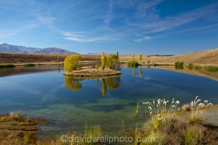 autuminal;autumn;autumn-colour;autumn-colours;autumnal;calm;Canterbury;color;colors;colour;colours;deciduous;fall;gold;golden;lake;lakes;leaf;leaves;Loch-Cameron;Mackenzie-Country;New-Zealand;NZ;pampas-grass;placid;pond;ponds;poplar;poplar-tree;poplar-trees;poplars;quiet;reflected;reflection;reflections;S.I.;season;seasonal;seasons;serene;SI;smooth;South-Canterbury;South-Is;South-Island;Sth-Is;still;toetoe;toetoes;tranquil;tree;trees;Twizel;water;willow;willow-tree;willow-trees;willows;yellow