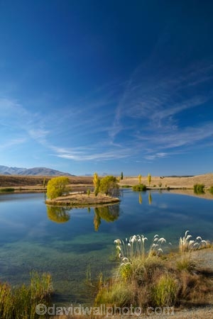 autuminal;autumn;autumn-colour;autumn-colours;autumnal;calm;Canterbury;color;colors;colour;colours;deciduous;fall;gold;golden;lake;lakes;leaf;leaves;Loch-Cameron;Mackenzie-Country;New-Zealand;NZ;pampas-grass;placid;pond;ponds;poplar;poplar-tree;poplar-trees;poplars;quiet;reflected;reflection;reflections;S.I.;season;seasonal;seasons;serene;SI;smooth;South-Canterbury;South-Is;South-Island;Sth-Is;still;toetoe;toetoes;tranquil;tree;trees;Twizel;water;willow;willow-tree;willow-trees;willows;yellow