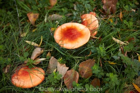 Canterbury;fungi;fungus;Mackenzie-Country;Mackenzie-District;Mackenzie-Region;Mushroom;mushrooms;N.Z.;New-Zealand;NZ;S.I.;SI;South-Canterbury;South-Is;South-Island;Sth-Is;Sth-Is.;toadstool;toadstools;Twizel