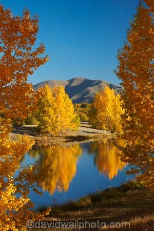autuminal;autumn;autumn-colour;autumn-colours;autumnal;calm;Canterbury;color;colors;colour;colours;deciduous;fall;gold;golden;Kelland-Pond;Kelland-Ponds;Kellands-Pond;Kellands-Ponds;lake;lakes;leaf;leaves;Mackenzie-Country;Mackenzie-District;Mackenzie-Region;N.Z.;New-Zealand;NZ;placid;pond;ponds;quiet;reflected;reflection;reflections;S.I.;season;seasonal;seasons;serene;SI;smooth;South-Canterbury;South-Is;South-Island;Sth-Is;Sth-Is.;still;tranquil;tree;trees;Twizel;water;yellow