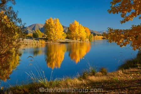 autuminal;autumn;autumn-colour;autumn-colours;autumnal;calm;Canterbury;color;colors;colour;colours;deciduous;fall;gold;golden;Kelland-Pond;Kelland-Ponds;Kellands-Pond;Kellands-Ponds;lake;lakes;leaf;leaves;Mackenzie-Country;Mackenzie-District;Mackenzie-Region;N.Z.;New-Zealand;NZ;placid;pond;ponds;quiet;reflected;reflection;reflections;S.I.;season;seasonal;seasons;serene;SI;smooth;South-Canterbury;South-Is;South-Island;Sth-Is;Sth-Is.;still;tranquil;tree;trees;Twizel;water;yellow