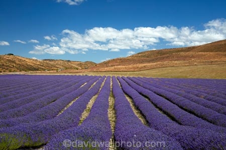 Alpine-Lavender;Alpine-Lavender-Farm;Canterbury;country;countryside;crop;crops;farm;farming;farmland;farms;flower;flowers;horticulture;Lamiaceae;Lavandula;lavender;lavender-farm;lavender-farms;lavender-flower;lavender-flowers;lavenders;Mackenzie-Country;Mackenzie-District;Mackenzie-Region;mauve;Mount-Cook;Mt-Cook;N.Z.;New-Zealand;New-Zealand-Alpine-Lavender;NZ;NZ-Alpine-Lavender;NZ-Alpine-Lavender-Farm;organic;organic-lavender-farm;purple;row;rows;S.I.;SI;South-Is;South-Is.;South-Island;Sth-Is;Twizel;violet