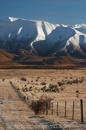 golden;mountains;mountain;ranges;range;grass;farm;farming;farms;farmland;paddock;paddocks;field;fields;pasture;pastures;meadow;meadows;agriculture;agricultural;frosty;frost;rural;ben-ohau-range;mackenzie-country;twizel;south-island;cold;winter;snow;snowy;middle-earth;lord-of-the-rings;lotr;pellanor-fields;pelannor-fields;pelanor;pellannor;fence;fences;fencing