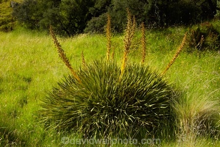 Aciphylla-aurea;alpine;Aoraki-Mount-Cook-N.P;Aoraki-Mount-Cook-National-Park;Aoraki-Mount-Cook-NP;Aoraki-Mt-Cook-National-Park;Aoraki-Mount-Cook-N.P;Aoraki-Mount-Cook-National-Park;Aoraki-Mount-Cook-NP;Aoraki-N.P;Aoraki-National-Park;Aoraki-NP;back-country;backcountry;Canterbury;flower;flower-spikes;flowers;golden;Golden-Spaniard;golden-speargrass;high-altitude;high-country;highcountry;highlands;Mount-Cook-N.P;Mount-Cook-National-Park;Mount-Cook-NP;Mt-Cook-National-Park;Mt-Cook-NP;N.Z.;New-Zealand;NZ;remote;remoteness;S.I.;SI;South-Canterbury;South-Island;South-Island,-New-Zealand;Speargrass;spike;spikes;tussock;tussock-grass;tussocks;uiplands;upland;uplands