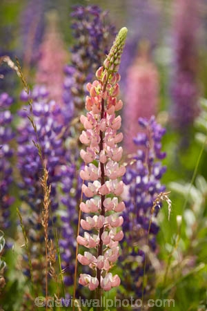 Canterbury;floral;flower;flowering;flowers;lavendar;lilac;lupin;lupine;lupines;lupins;lupinus;Mackenzie-Country;N.Z.;New-Zealand;NZ;pink;S.I.;SI;South-Canterbury;South-Is.;South-Island;spring;springtime;summer;summertime;Tekapo;violet;wild-flower;wild-flowers;wild-lupins;wild_flower;wild_flowers;wildflower;wildflowers