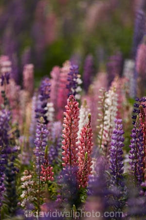 Canterbury;floral;flower;flowering;flowers;lavendar;lilac;lupin;lupine;lupines;lupins;lupinus;Mackenzie-Country;N.Z.;New-Zealand;NZ;pink;S.I.;SI;South-Canterbury;South-Is.;South-Island;spring;springtime;summer;summertime;Tekapo;violet;wild-flower;wild-flowers;wild-lupins;wild_flower;wild_flowers;wildflower;wildflowers