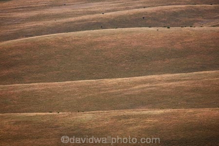 agricultural;agriculture;Canterbury;country;countryside;dry;dry-grassland;farm;farming;farmland;farms;field;fields;grassland;hill;hills;Lake-Tekapo;Mackenzie-Country;Mackenzie-District;Mackenzie-Region;meadow;meadows;N.Z.;New-Zealand;NZ;paddock;paddocks;pasture;pastures;Rolling-farmland;rolling-hills;rural;South-Canterbury;South-Is;South-Island