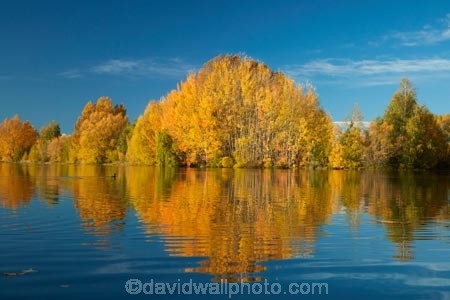 autuminal;autumn;autumn-colour;autumn-colours;autumnal;calm;color;colors;colour;colours;deciduous;fall;gold;golden;Kelland-Pond;Kelland-Ponds;Kellands-Pond;Kellands-Ponds;lake;Lake-Ruataniwha;lakes;leaf;leaves;Mackenzie-Country;Mackenzie-District;Mackenzie-Region;N.Z.;New-Zealand;North-Otago;NZ;Otago;placid;pond;ponds;quiet;reflected;reflection;reflections;S.I.;season;seasonal;seasons;serene;SI;smooth;South-Is;South-Island;Sth-Is;Sth-Is.;still;tranquil;tree;trees;Twizel;Waitaki-District;Waitaki-Region;water;yellow