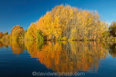 autuminal;autumn;autumn-colour;autumn-colours;autumnal;calm;color;colors;colour;colours;deciduous;fall;gold;golden;Kelland-Pond;Kelland-Ponds;Kellands-Pond;Kellands-Ponds;lake;Lake-Ruataniwha;lakes;leaf;leaves;Mackenzie-Country;Mackenzie-District;Mackenzie-Region;N.Z.;New-Zealand;North-Otago;NZ;Otago;placid;pond;ponds;quiet;reflected;reflection;reflections;S.I.;season;seasonal;seasons;serene;SI;smooth;South-Is;South-Island;Sth-Is;Sth-Is.;still;tranquil;tree;trees;Twizel;Waitaki-District;Waitaki-Region;water;yellow