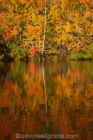 autuminal;autumn;autumn-colour;autumn-colours;autumnal;calm;color;colors;colour;colours;deciduous;fall;gold;golden;Kelland-Pond;Kelland-Ponds;Kellands-Pond;Kellands-Ponds;lake;Lake-Ruataniwha;lakes;leaf;leaves;Mackenzie-Country;Mackenzie-District;Mackenzie-Region;N.Z.;New-Zealand;North-Otago;NZ;Otago;placid;pond;ponds;quiet;reflected;reflection;reflections;S.I.;season;seasonal;seasons;serene;SI;smooth;South-Is;South-Island;Sth-Is;Sth-Is.;still;tranquil;tree;trees;trunk;trunks;Twizel;Waitaki-District;Waitaki-Region;water;yellow