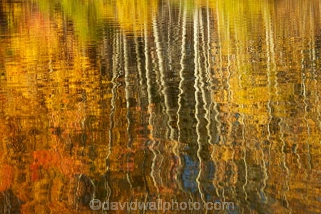 autuminal;autumn;autumn-colour;autumn-colours;autumnal;calm;color;colors;colour;colours;deciduous;fall;gold;golden;Kelland-Pond;Kelland-Ponds;Kellands-Pond;Kellands-Ponds;lake;Lake-Ruataniwha;lakes;leaf;leaves;Mackenzie-Country;Mackenzie-District;Mackenzie-Region;N.Z.;New-Zealand;North-Otago;NZ;Otago;placid;pond;ponds;quiet;reflected;reflection;reflections;S.I.;season;seasonal;seasons;serene;SI;smooth;South-Is;South-Island;Sth-Is;Sth-Is.;still;tranquil;tree;trees;trunk;trunks;Twizel;Waitaki-District;Waitaki-Region;water;yellow