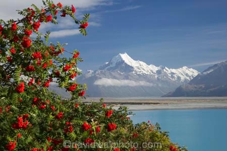 alp;alpine;alps;altitude;Aoraki;Aoraki-Mt-Cook;Aoraki-Mt-Cook-National-Park;brairs;briar;briar-bushes;Canterbury;glacial;glacier;glaciers;high-altitude;Lake-Pukaki;main-divide;mount;mountain;mountain-peak;mountainous;mountains;mountainside;mt;Mt-Cook;Mt-Cook-National-Park;mt.;N.Z.;New-Zealand;NZ;peak;peaks;range;ranges;rosehip;rosehips;snow;snow-capped;snow_capped;snowcapped;snowy;South-Canterbury;South-Island;southern-alps;summit;summits