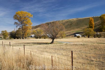 agricultural;agriculture;autuminal;autumn;autumn-colour;autumn-colours;autumnal;Benmore-Station;Clearburn;color;colors;colour;colours;country;countryside;deciduous;fall;farm;farming;farmland;farms;field;fields;Mackenzie-Country;Mackenzie-District;Mckenzie-Country;Mckenzie-District;meadow;meadows;N.Z.;New-Zealand;North-Otago;NZ;Otago;paddock;paddocks;pasture;pastures;rural;S.I.;season;seasonal;seasons;SI;South-Island;tree;trees;Waitaki-District;Waitaki-Region