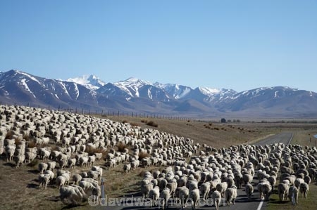 agricultural;agriculture;animal;Animals;Ben-Ohau-Range;country;countryside;crowd;crowded;Crowds;drove;droving;ewes;farm;Farm-animals;farming;farms;field;fields;flock;flocks;herbivore;herbivores;herbivorous;herd;herds;livestock;Mackenzie-Country;Mackenzie-District;mammal;mammals;Mckenzie-Country;Mckenzie-District;meadow;meadows;mob;mobs;muster;mustering;N.Z.;New-Zealand;NZ;Outdoor;Outdoors;Outside;paddock;paddocks;pasture;pastures;rural;S.I.;sheep;SI;South-Canterbury;South-Island;stock;white;wool;woolly;wooly
