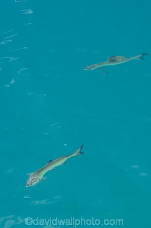 aqua-farm;aqua-farming;aqua-farms;aqua_farm;aqua_farming;aqua_farms;aquaculture;aquafarm;aquafarming;aquafarms;Canterbury;fish;fish-farm;fish-farming;fish_farm;fish_farming;fishes;fishing;High-Country-Salmon;Lake-Benmore;Mackenzie-Country;Mackenzie-District;N.Z.;New-Zealand;North-Otago;NZ;Ohau-Canal;Otago;S.I;salmon;SI;South-Canterbury;South-Is;South-Island;sport-fish;Waitaki-District;Waitaki-Valley